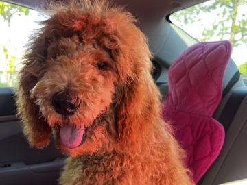 Poodle – standard puppy poodle( Akc registered) – Brunswick