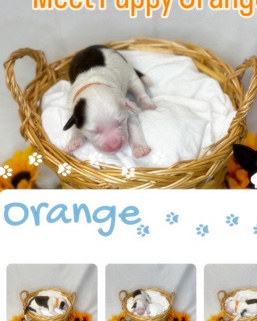 Portuguese Water Dog – Puppy Orange Female