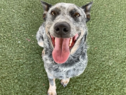 Australian Cattle Dog - Need Rehome  available for adoption in Tucson