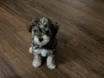 Yorkie Poo – yorkie and poodle mix – Nashville