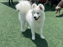 Samoyed – Re Home – Fenton