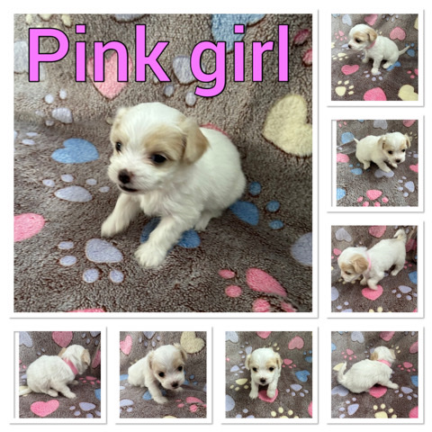 Maltese – beautiful tiny Maltese puppies