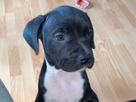 3/4 staff 1/4 frenchbulldog