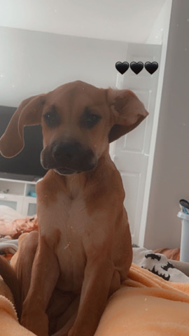 Asher the bloodhound