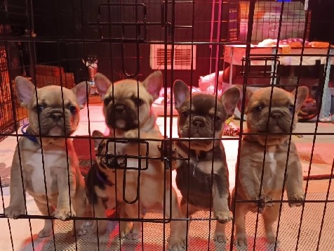 French Bulldog – FRENCHIE PUPPIES – Tacoma