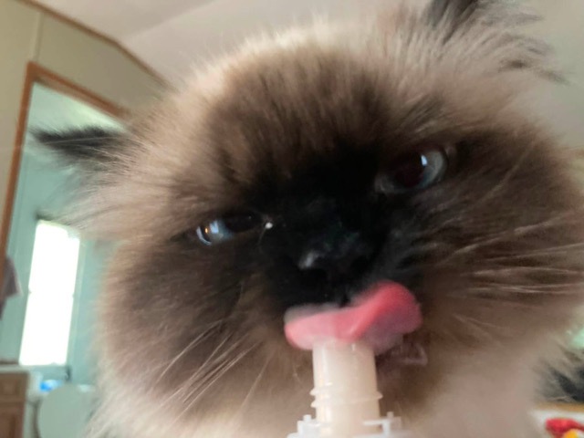 Himalayan – himalayan cat – Chantilly