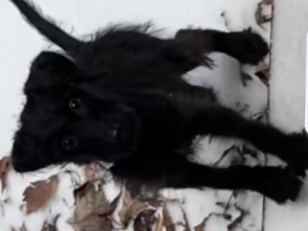 Labradoodle – dog is gone bought paid for – Martinsville