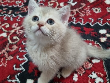 Image of British Shorthair