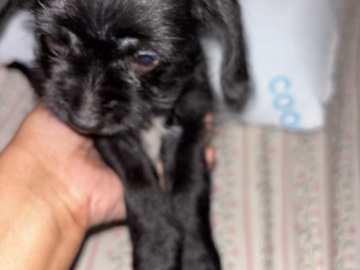 Doodle – Prince is looking for a home – Hopewell