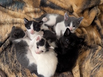 Adorable mix breed kittens – Pensacola