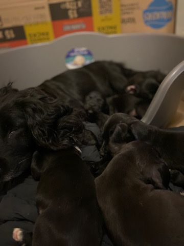 English Cocker Spaniel – 8 weeks old Coker Spaniel Pups
