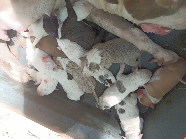 Dogo Argentino – pitbull/dogo argentino puppies for sale