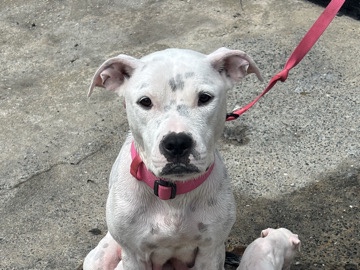 American Pit Bull Terrier – mother pitbull – Philadelphia