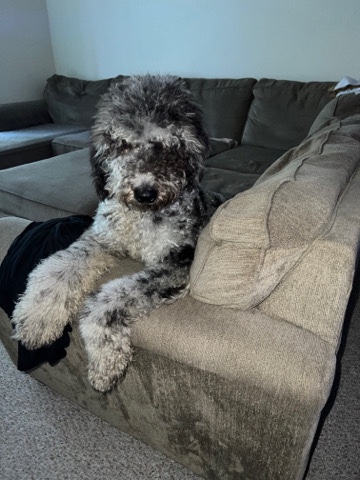 Merle Goldendoodle Doodle F1B