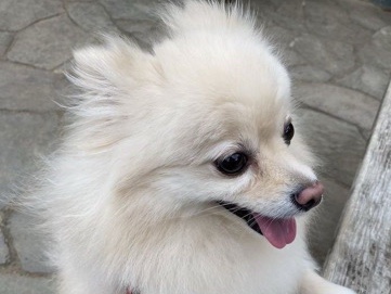 Pomeranian - zwerg spitz  available for adoption in Landshut
