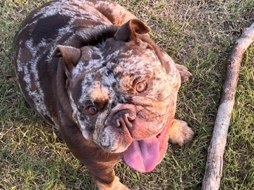 Bulldog – AKC 2 yr old English bulldog- chocolate Merle – Dallas