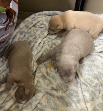 American Bulldog – full blooded bully’s