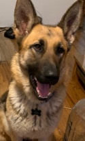 German Shepherd – lovable German Shepard