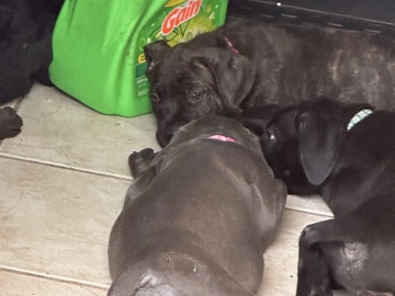Cane Corso – puppies – Deer Park