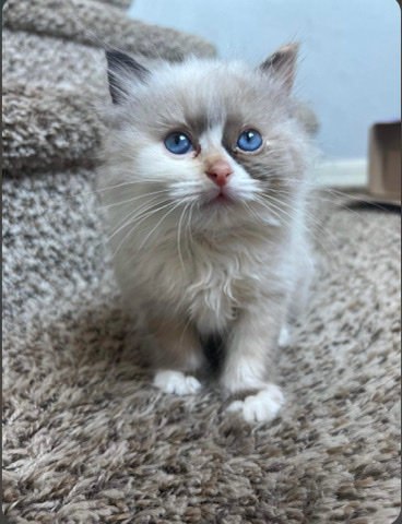 Ragdoll – Ragdoll