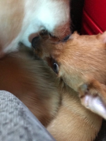 Pomeranian – femal puppie