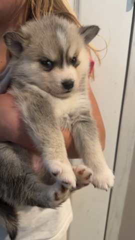 Pomeranian – Pomskies