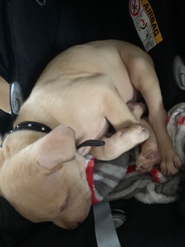 Xl bully
