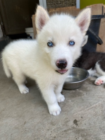 Siberian Husky – Husky Male Dog