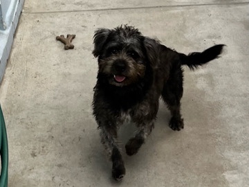 Mixed Breed – Stray dog – Kendall West