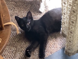 American Shorthair – solid black short haired kitten – Oto