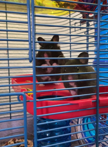 Any – Baby Hamsters !