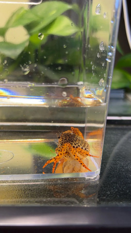 Panther crab