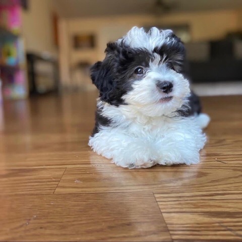American Bulldog – Looking for a sweet home Cute lovely Maltipoo pupp