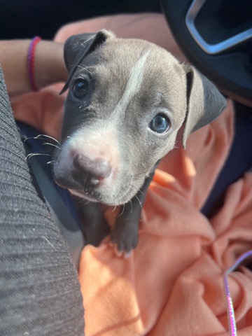 Blue Nose Pitbull
