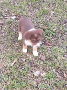 St. Bernard – cute puppies