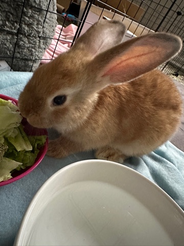 Mini Rex – Rabbit