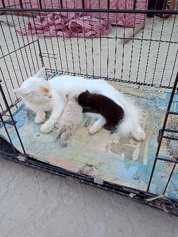 American Wirehair – cat