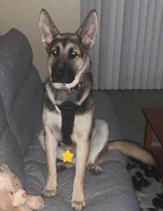 German Shepherd – German Shepherd