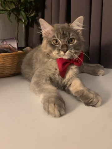 British Longhair – British long hair Mixed with Maincoon