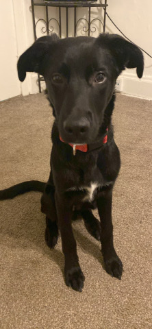 Labrador Retriever – Five month puppy