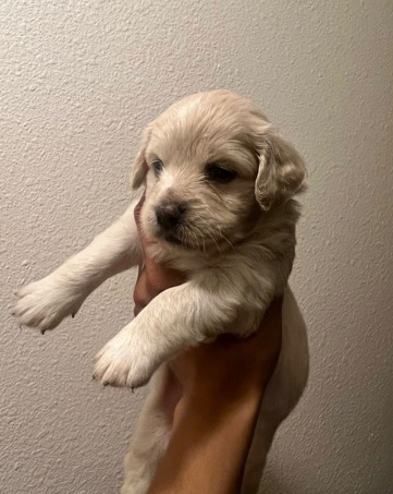 Miniature Bernadoodle Mix Puppy