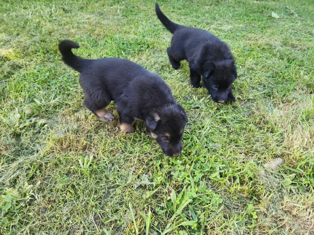 German Shepherd – German shepherd puppies