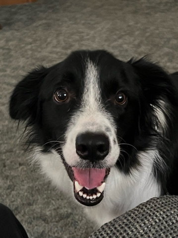 Border Collie – Sol☀️