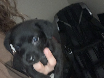 Chihuahua – Male Chiweenie Puppy – Roseville