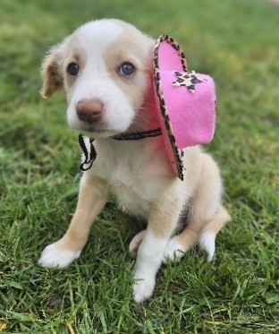 Border Collie – Puppy Gold Border Collie