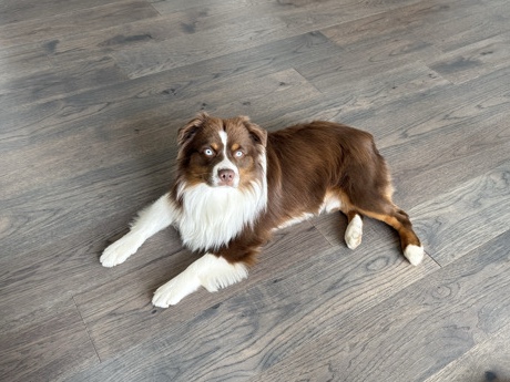 Australian Shepherd – Australian Shepherd Miniay – Windsor