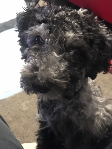 Poodle – toy poodle