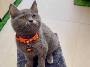 Healthy British Shorthair Kitten – 4 Months Old | Fully Certified & Vaccinated