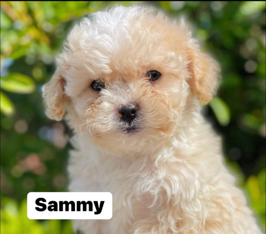 Poodle – gorgeous maltipoos