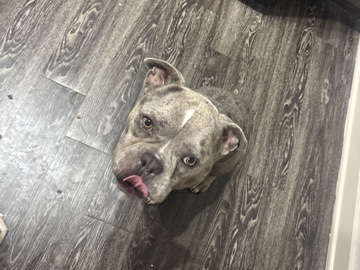 Bull Terrier (Miniature) – dog rehome – Houston